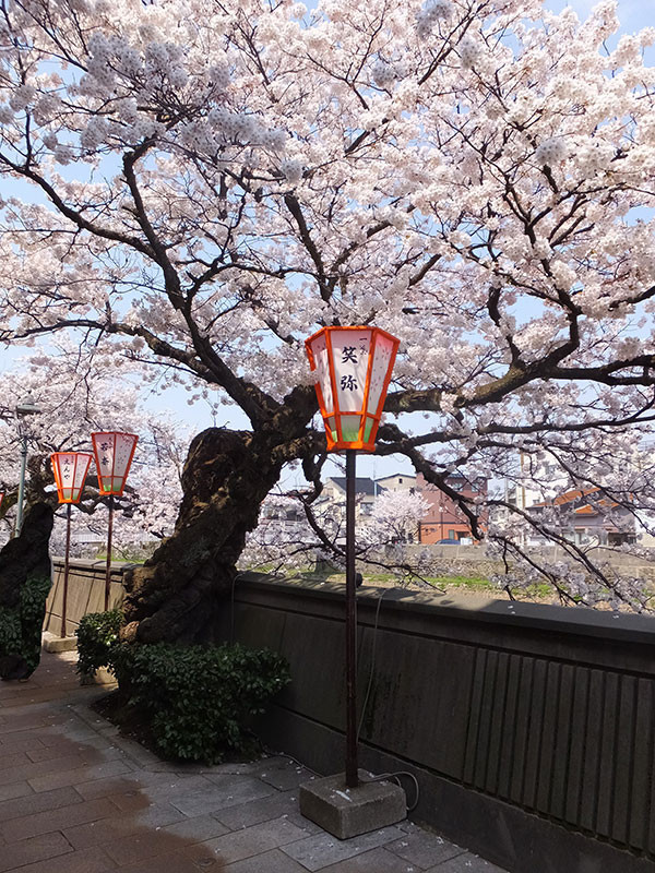 加賀・茶屋街-満開の桜