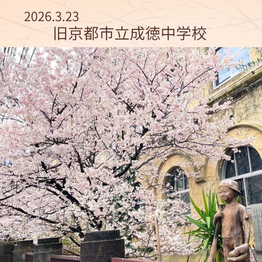 京都 早咲きの桜（旧京都市立成徳中学校）